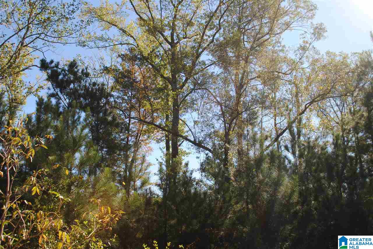 119-acres Double Branch Road, Unit 119 ACRES Marion, AL 36756 - Photo 10 of 26