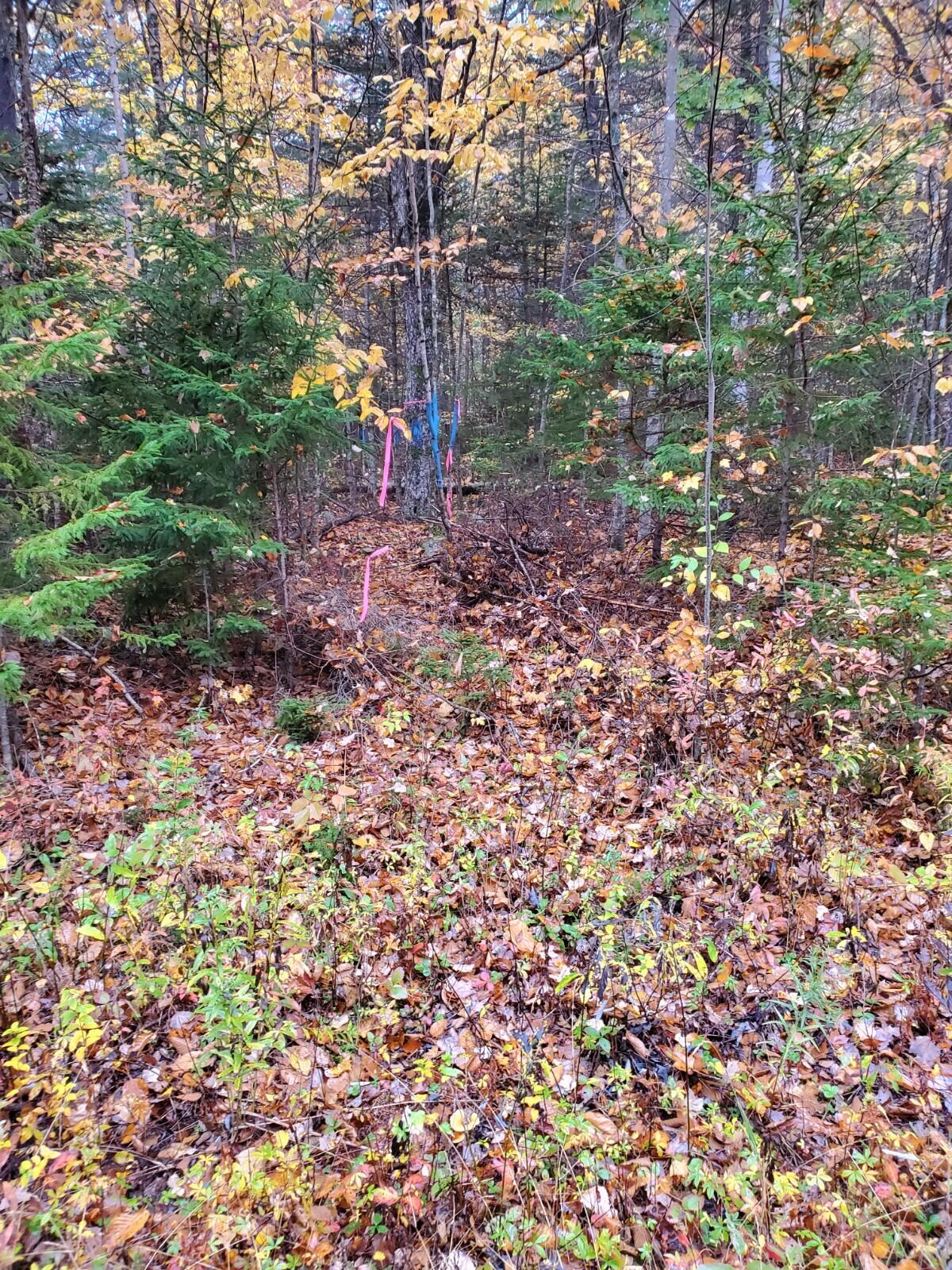 60 Eleanor Mae Road Cherryfield, ME 04622 - Photo 5 of 14 20221017_083713