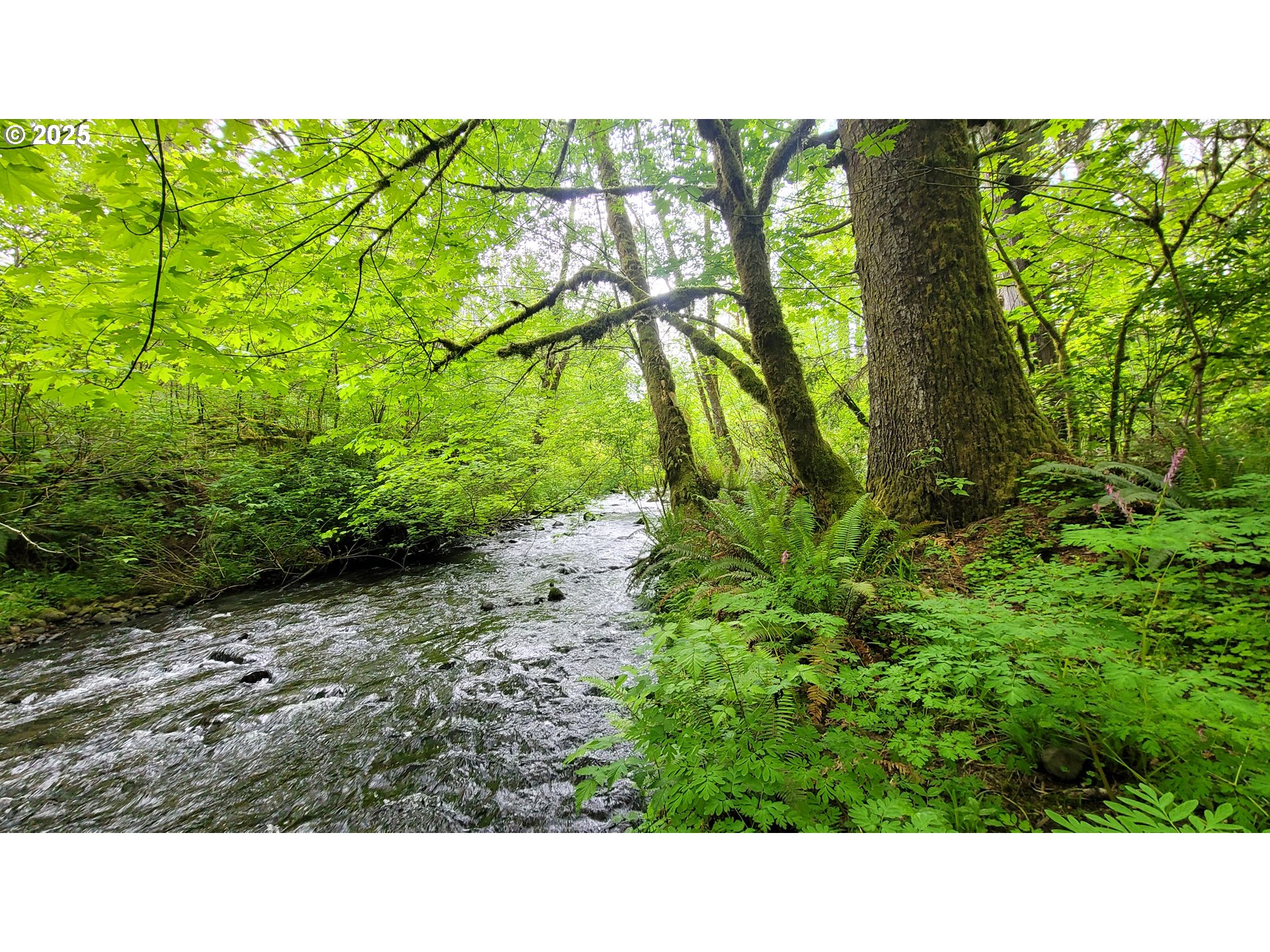 a open area with trees in the background
