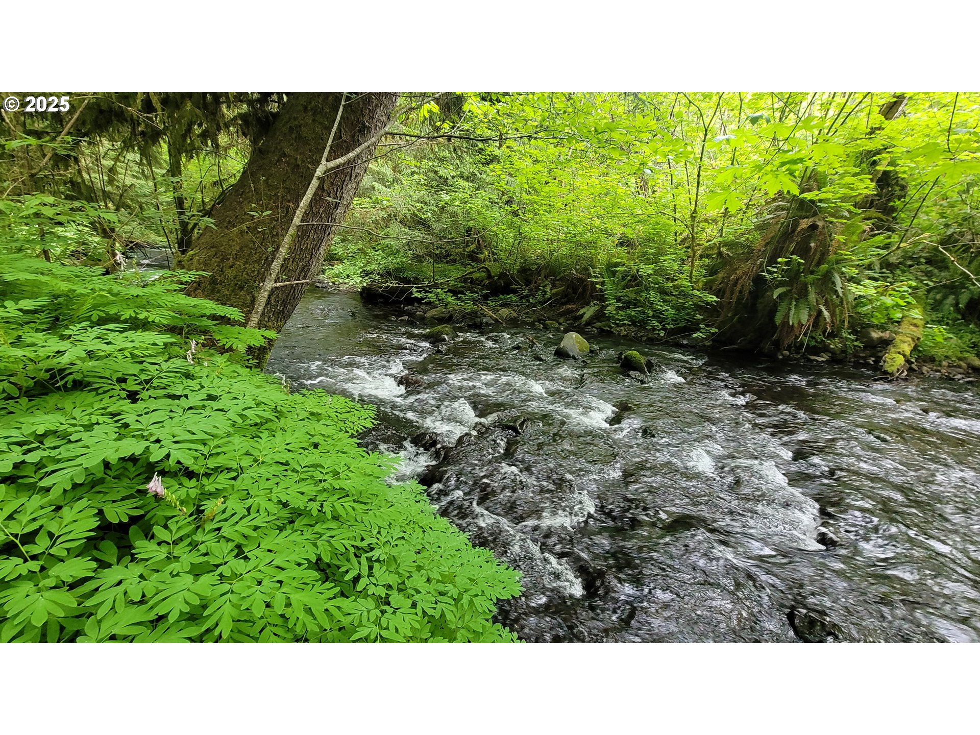 Svensen Market Road Astoria, OR 97103 - Photo 2 of 5 a open area with trees in the background