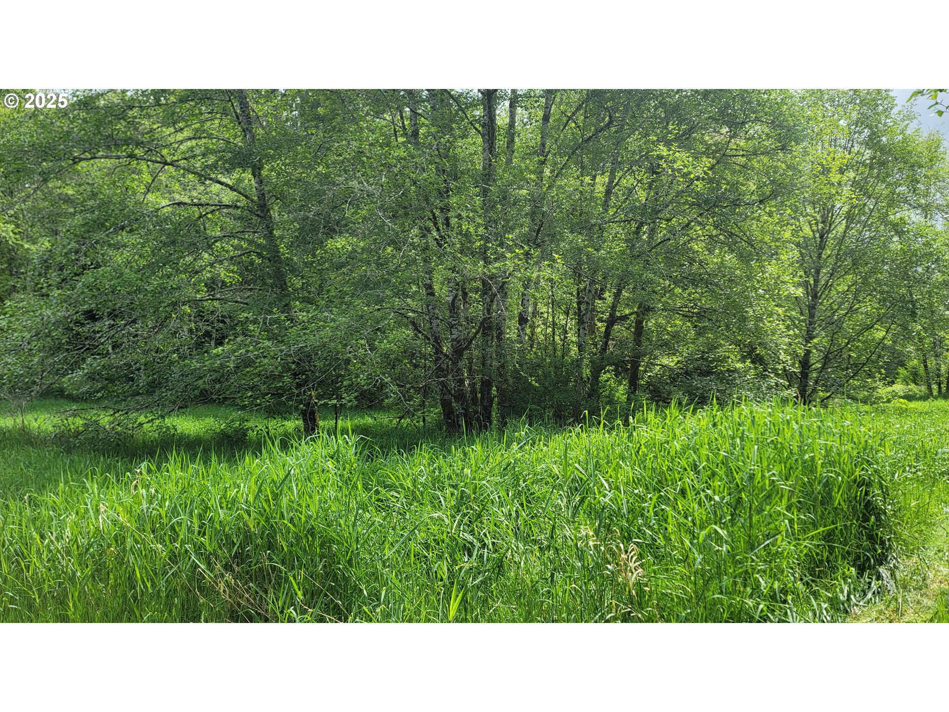 Svensen Market Road Astoria, OR 97103 - Photo 4 of 5 a open area with trees in the background