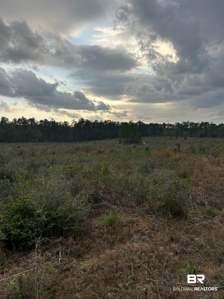 0 Highway 29 Andalusia, AL 36420 - Photo 2 of 3 View of nature featuring rural landscape