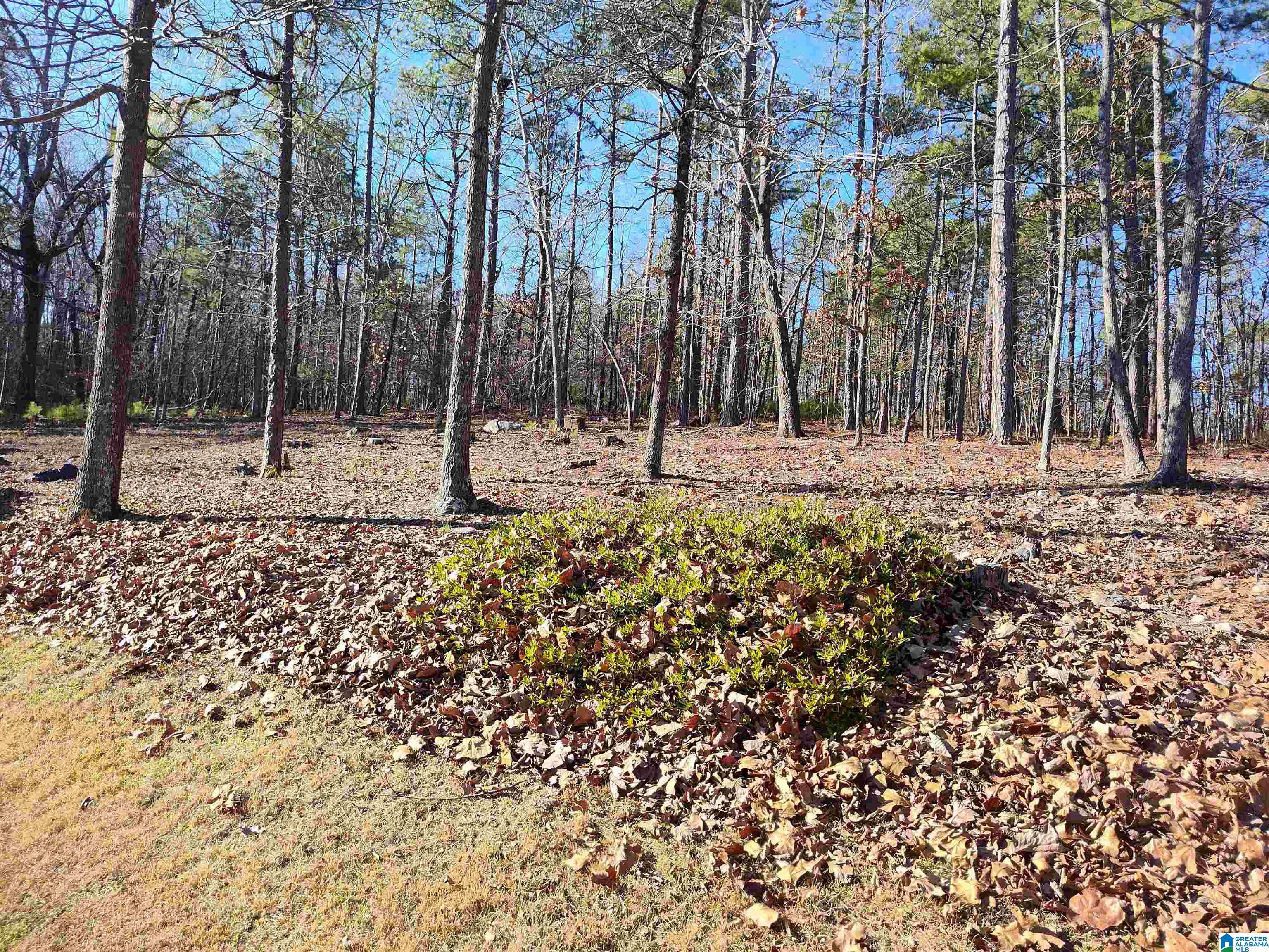 1412 Fox Run Road Sylacauga, AL 35150 - Photo 3 of 11 Gallery Image 3