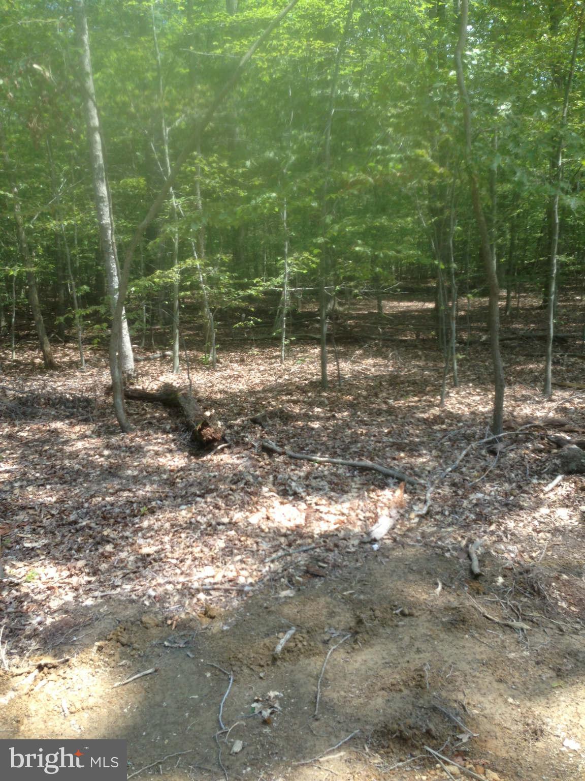 5325 Bennett Brae Place La Plata, MD 20646 - Photo 6 of 8 a backyard of a house with lots of green space