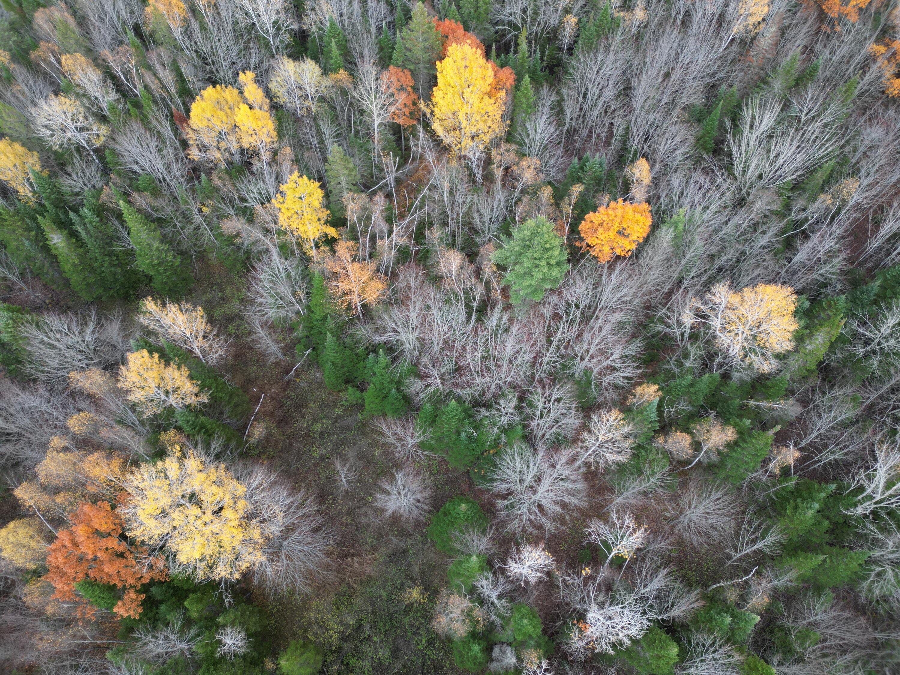 1060 Kingman Road Kingman, ME 04451 - Photo 14 of 21 DJI_0041