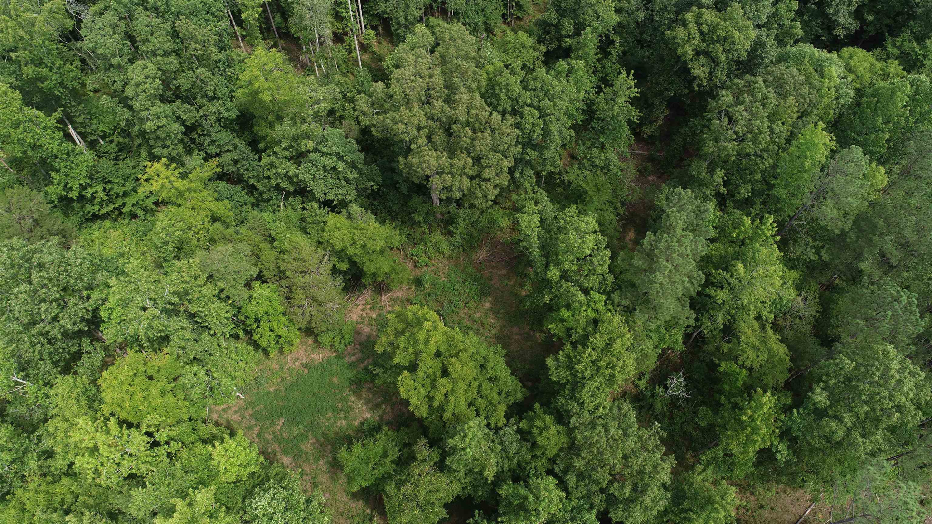0 Jim Merrell Road Paris, TN 38242 - Photo 14 of 25 an aerial view of residential house with outdoor space and trees all around