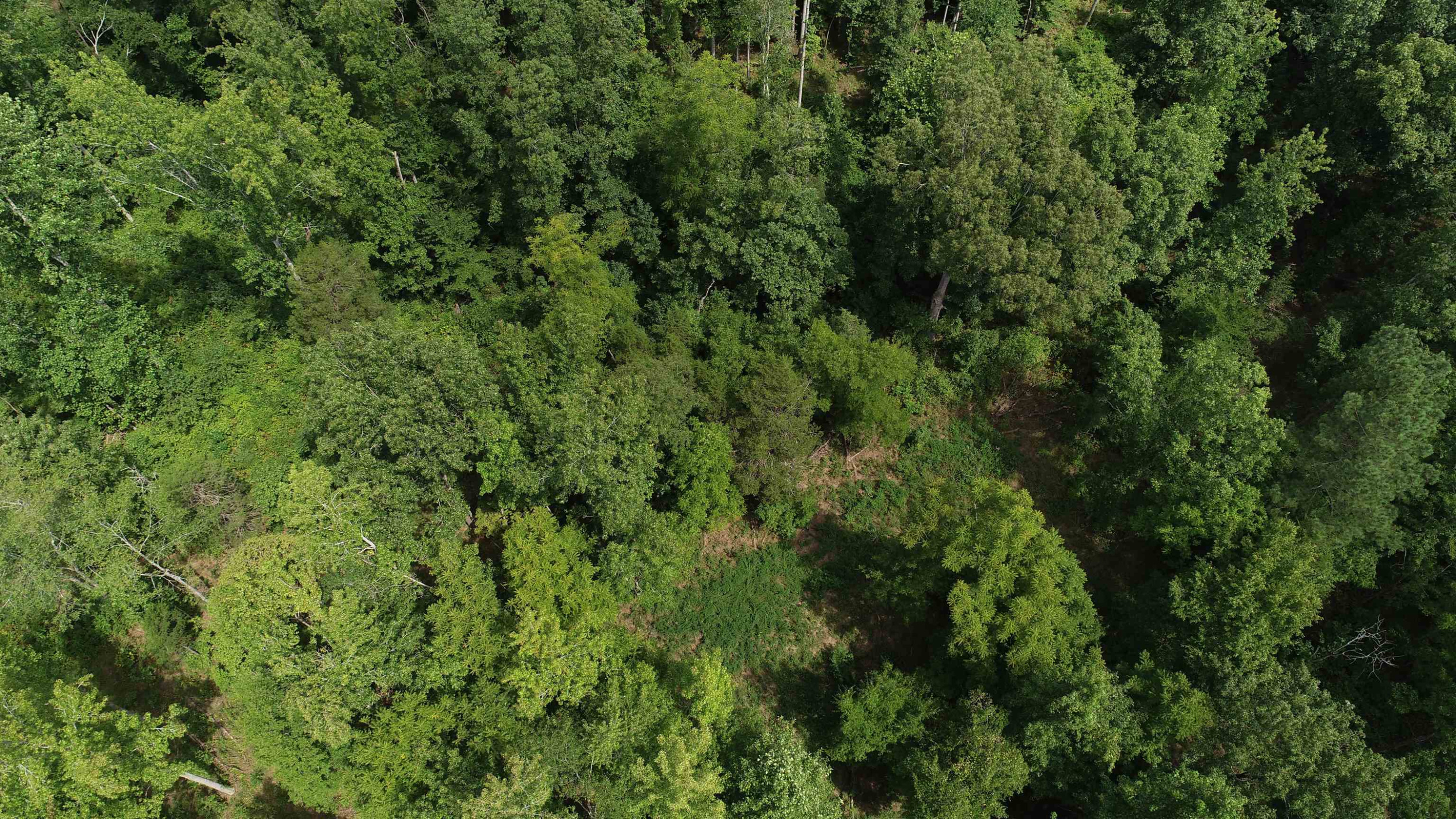 0 Jim Merrell Road Paris, TN 38242 - Photo 16 of 25 an aerial view of residential house with outdoor space and trees all around