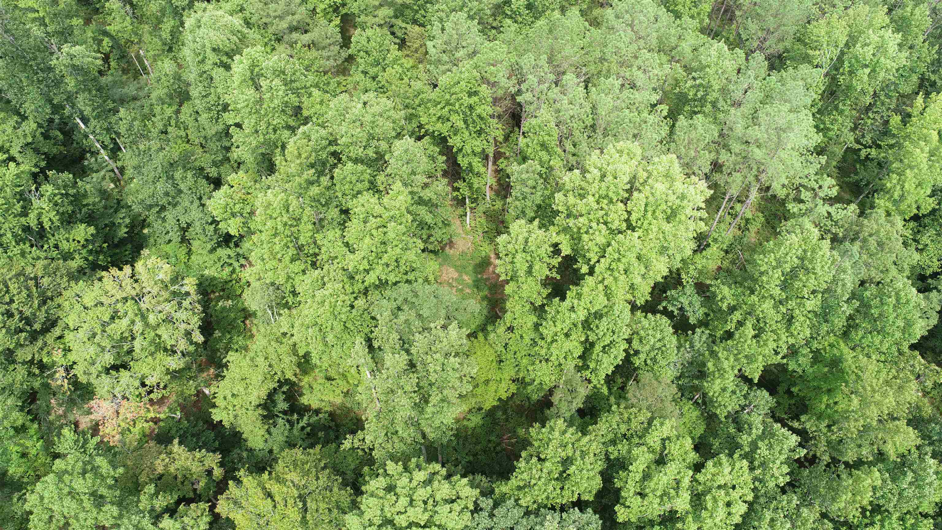 0 Jim Merrell Road Paris, TN 38242 - Photo 25 of 25 a view of a lush green forest