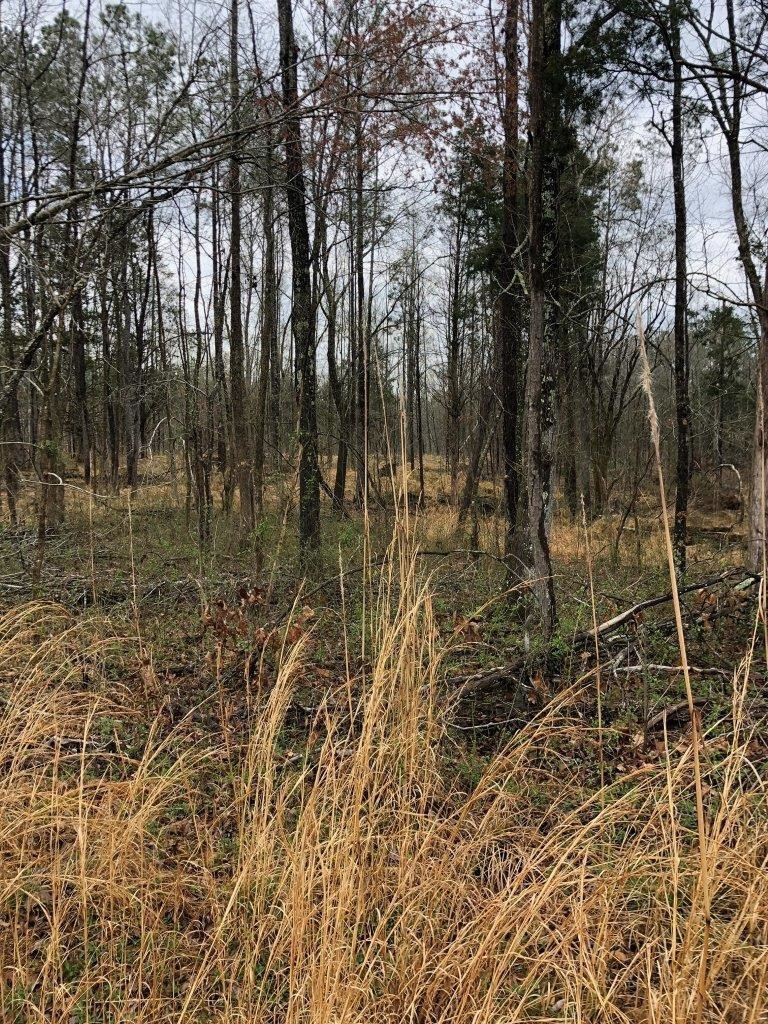 0 Jim Merrell Road Paris, TN 38242 - Photo 8 of 25 a view of forest