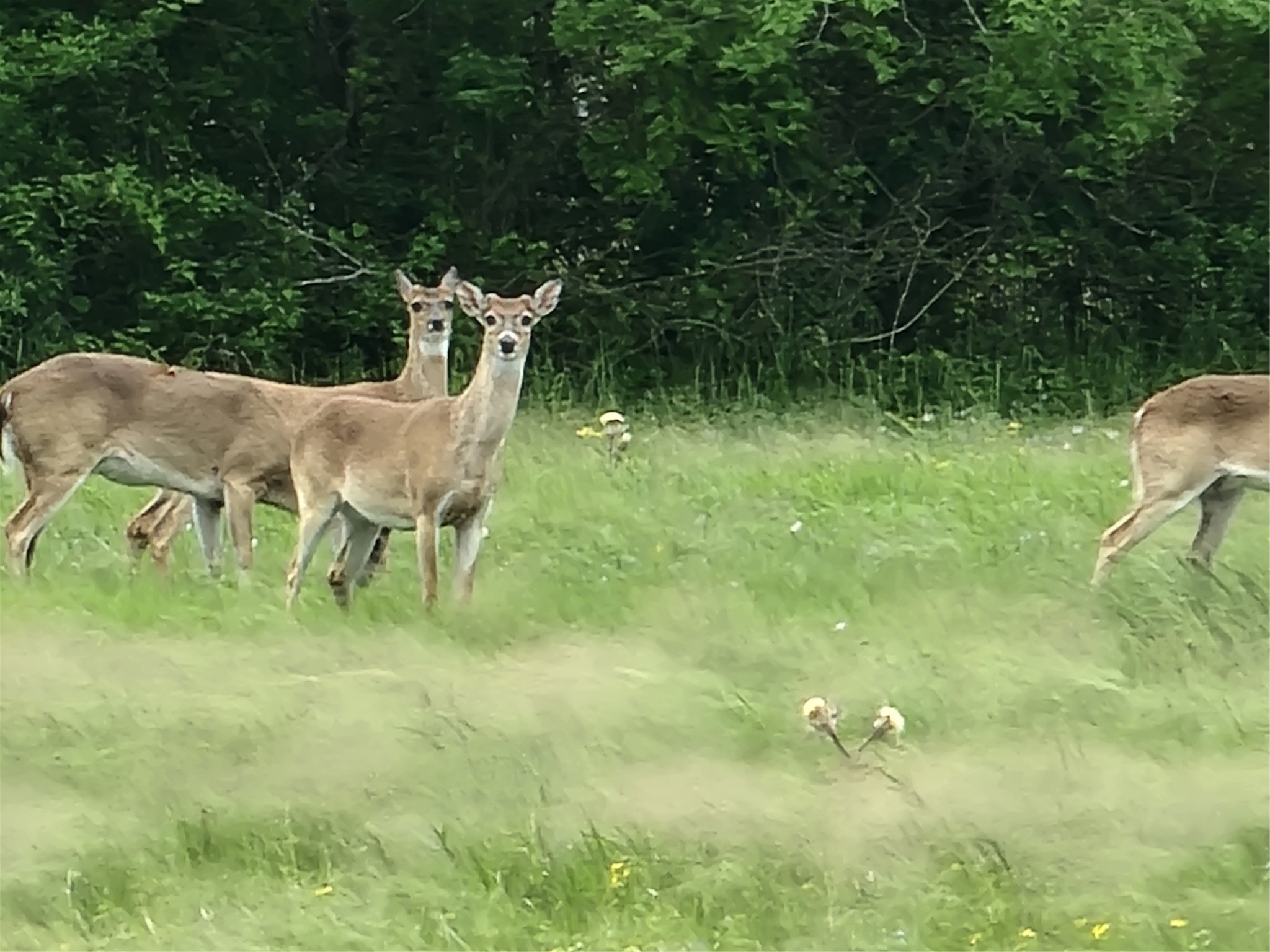 0 Brahman Trail Angleton, TX 77515 - Photo 3 of 6