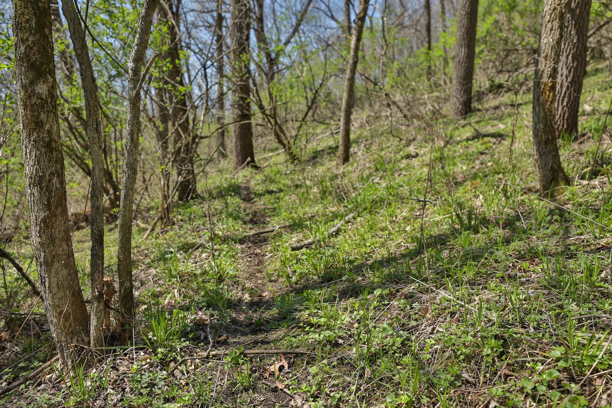 17658 Forest Muscoda, WI 53573 - Photo 16 of 50