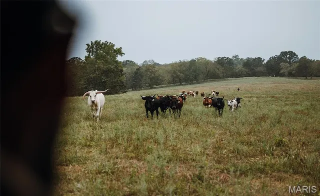 $850,000 | 25675 Highway N Lebanon Mo 65536, Lebanon, MO 65536