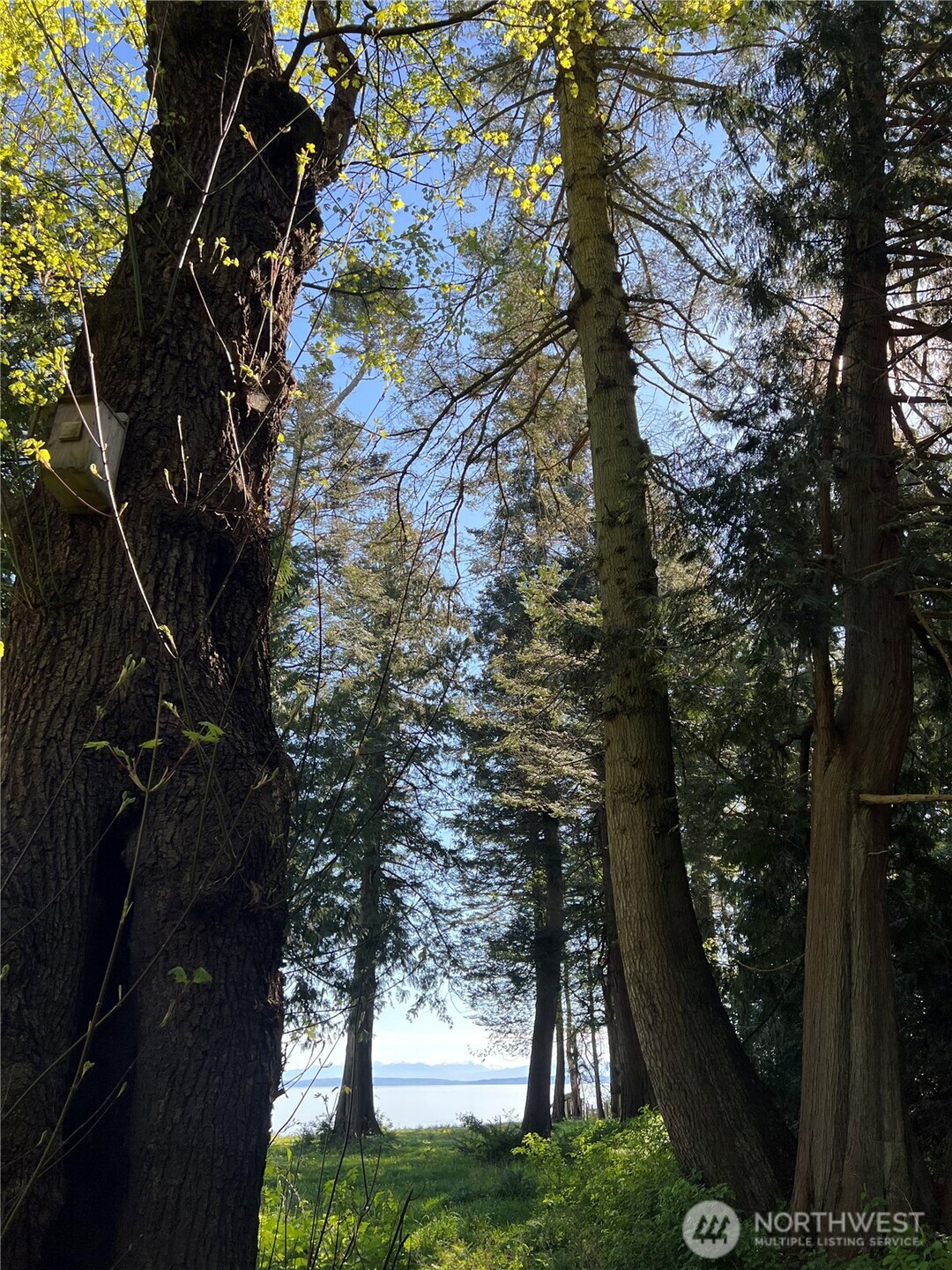 412 High Bluff Dr Point Point Roberts, WA 98281 - Photo 14 of 29 a picture of tree