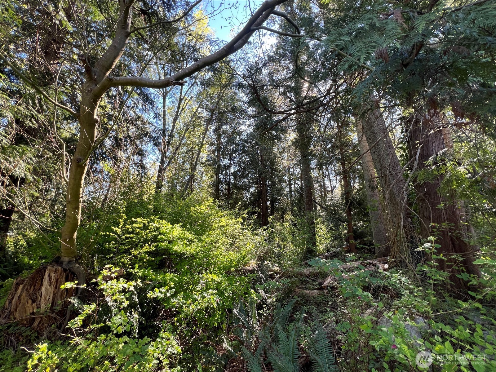 412 High Bluff Dr Point Point Roberts, WA 98281 - Photo 20 of 29 a view of a forest with lots of trees