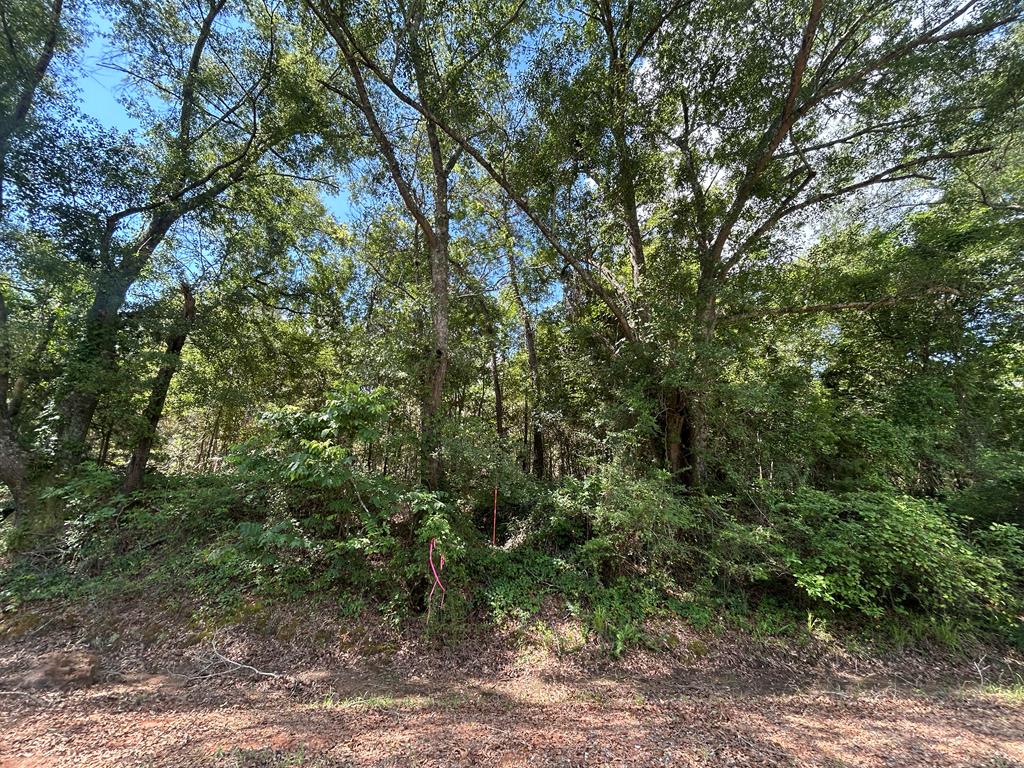 Lot 5-3 -ac Cty Road Newville, AL 36353 - Photo 5 of 13