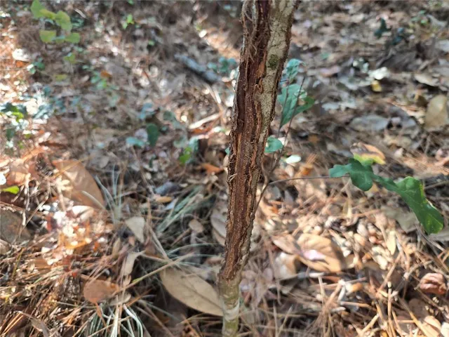 a view of outdoor space and yard