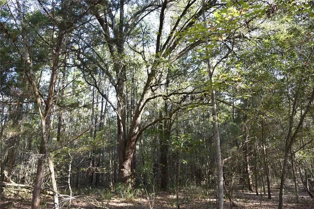 a view of a back yard