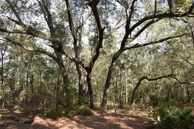 a view of a house with a yard and large trees