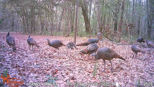 a view of backyard with green space