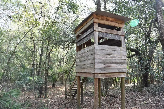 a view of a forest with trees in the background