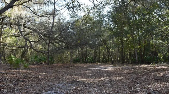 a view of a yard with lots of trees