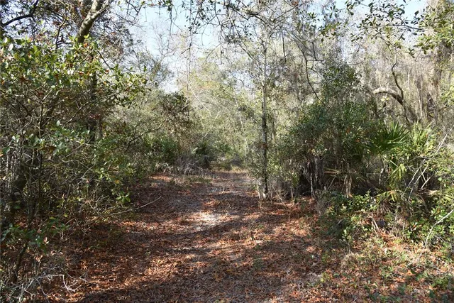 a view of a large tree