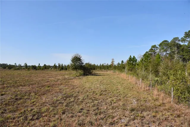 a view of a forest with trees in the background