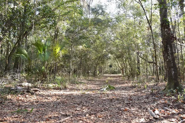 a view of a yard with plants and trees