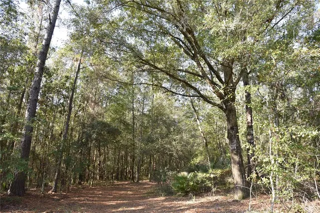 a view of a yard with large trees