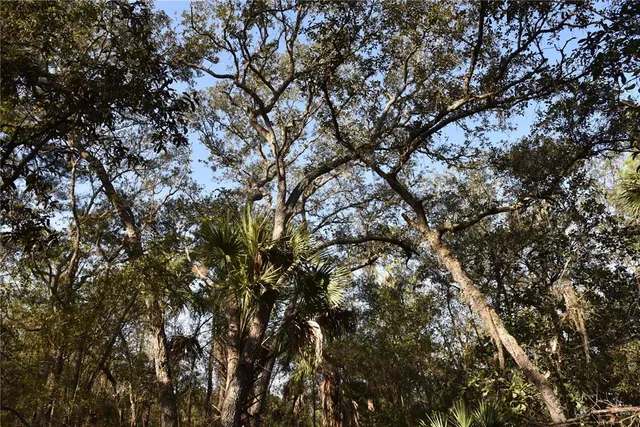 a view of a forest with a tree