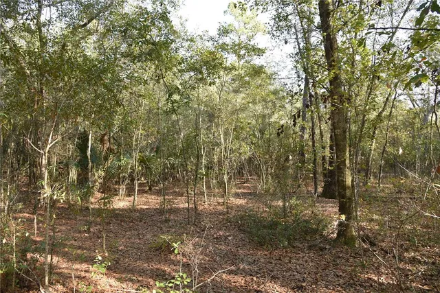 a green field with trees in the background