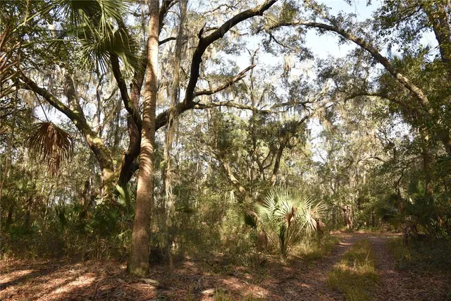 a view of a forest with trees in the background
