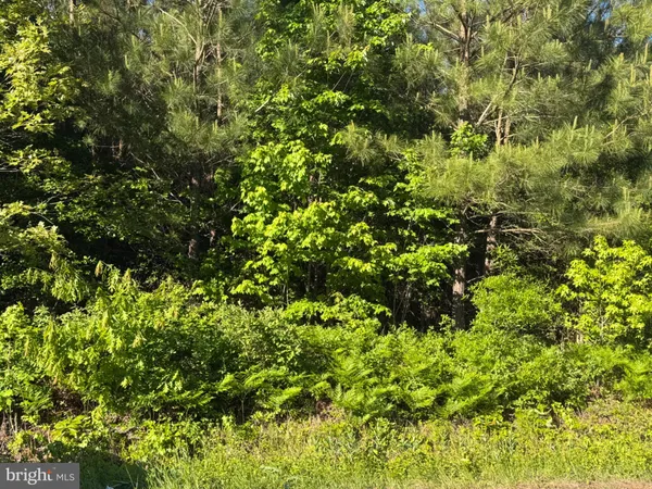 a view of a lush green forest