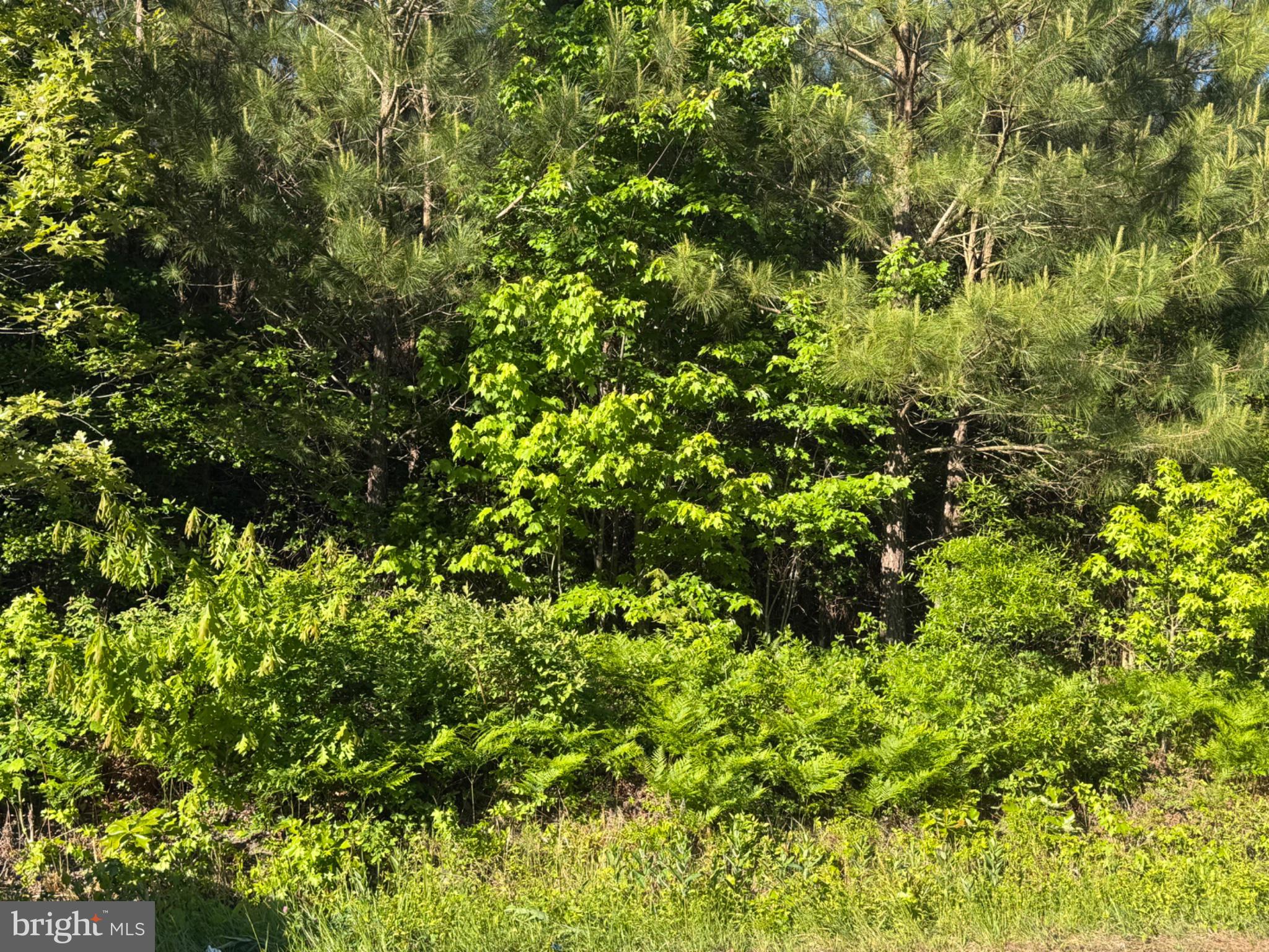 Beach Road Reedville, VA 22539 - Photo 1 of 4 a view of a lush green forest