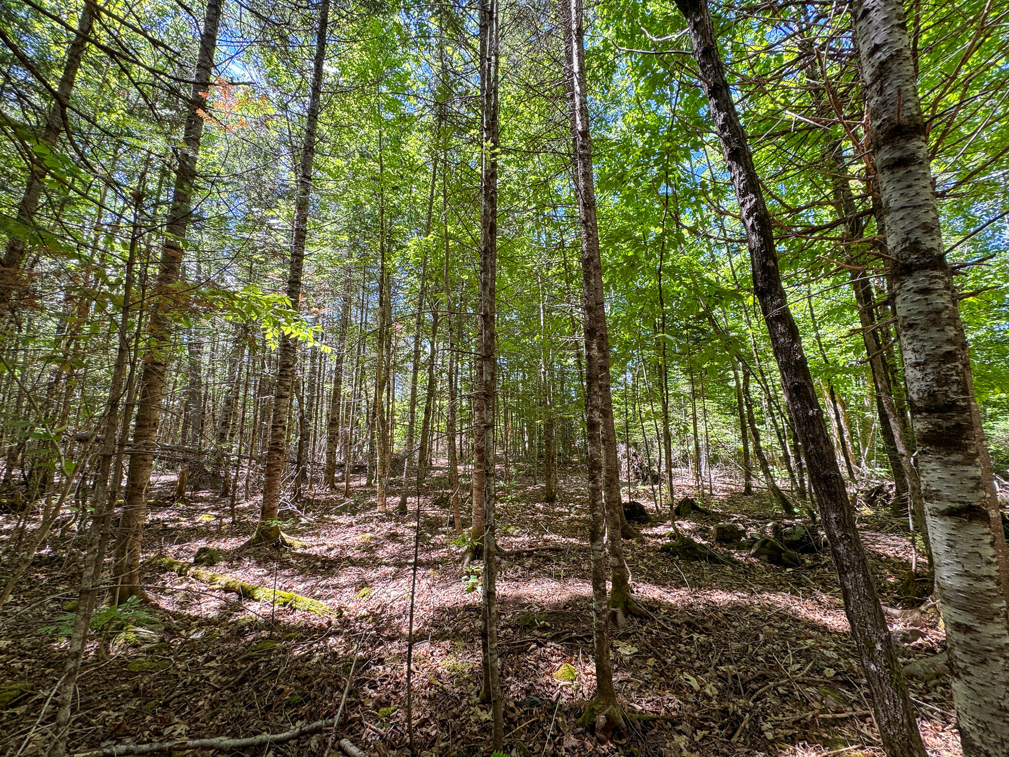 B B Lookout Lane Springfield, ME 04487 - Photo 12 of 33
