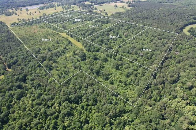 a view of a yard with a plant