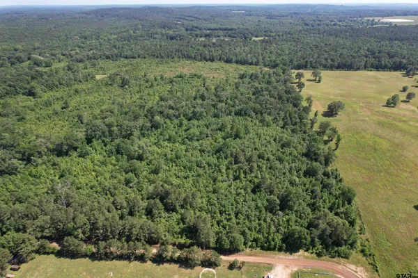 a view of a forest with a yard