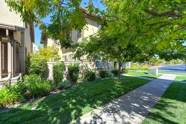 a view of a yard with plants and large trees