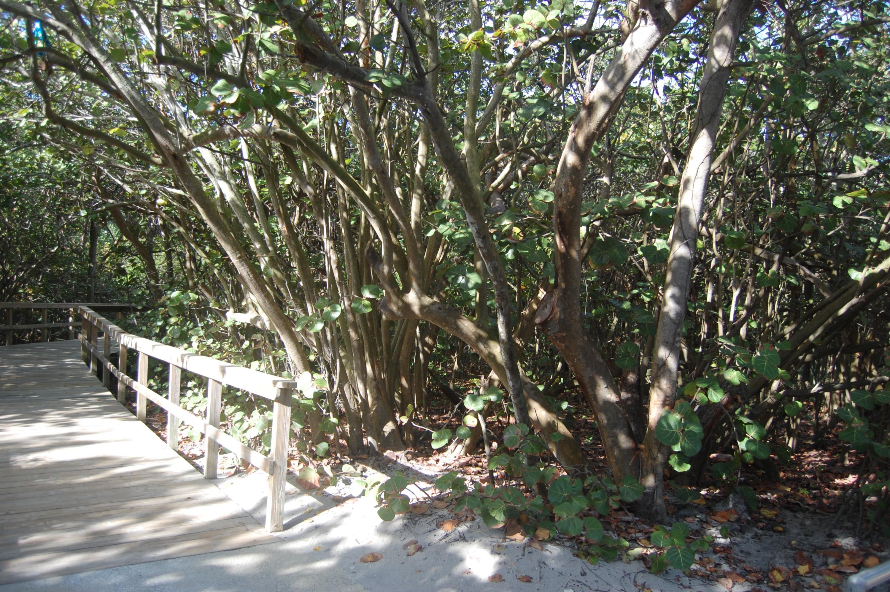 1299 South Ocean Boulevard, Unit S2 Boca Raton, FL 33432 - Photo 16 of 26 Picturesque Walkway to Beach