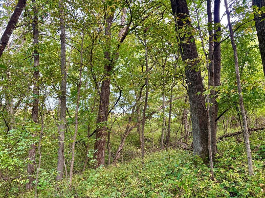 Tbd Dump Hill Road Houston, MN 55943 - Photo 51 of 55 Gallery Image 51