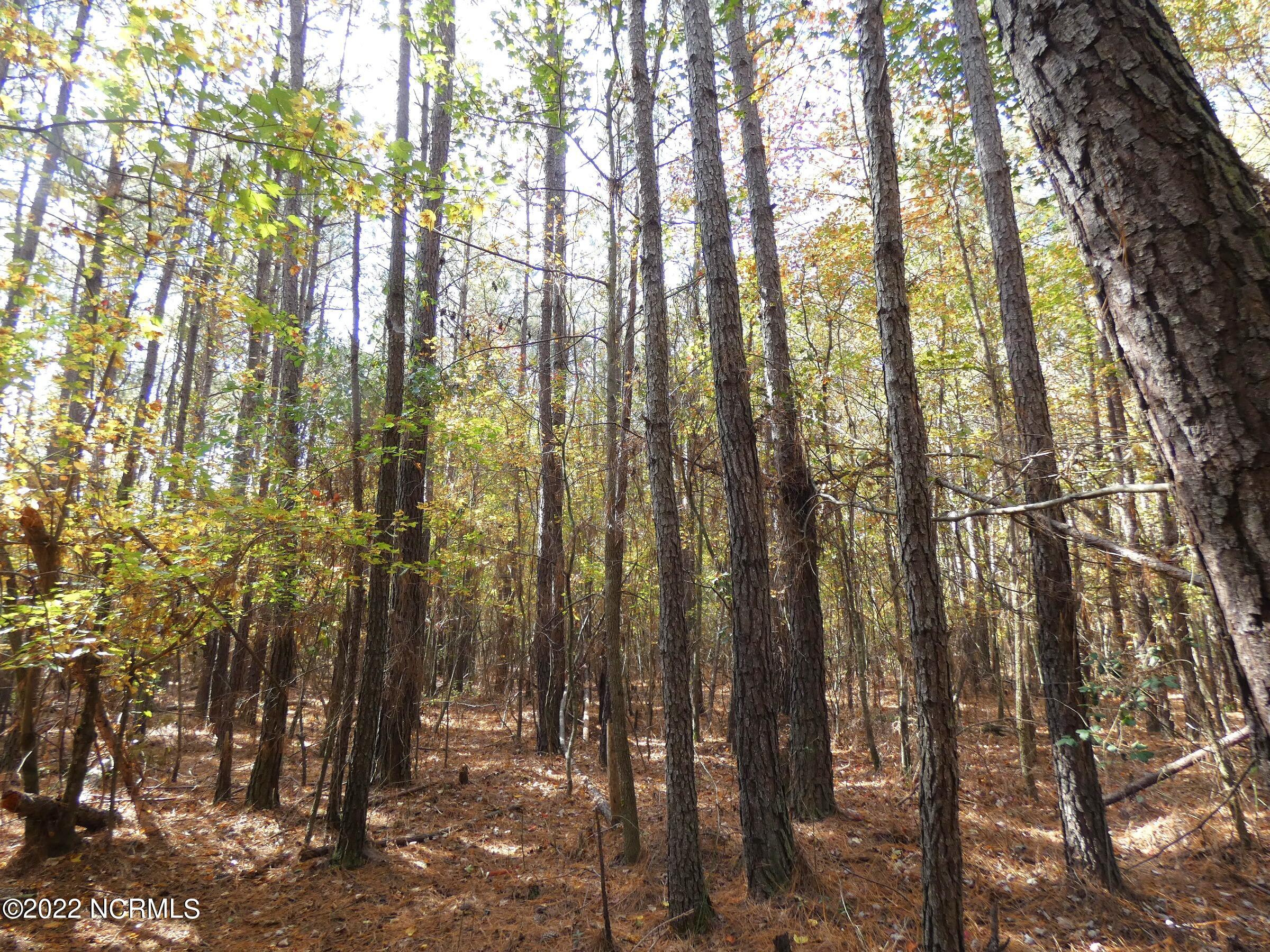 3 Autryville Road Autryville, NC 28318 - Photo 7 of 8 Woods near rear of the tract