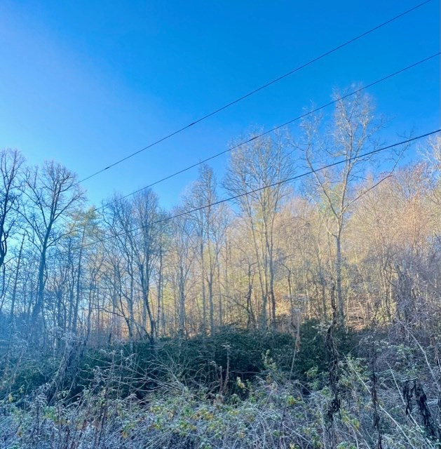 0 Poison Branch Road Robbinsville, NC 28771 - Photo 3 of 11 Gallery Image 3