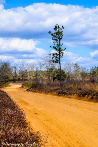 Lot 18 Cooks Bridge Road Aiken, SC 29801 - Photo 4 of 15