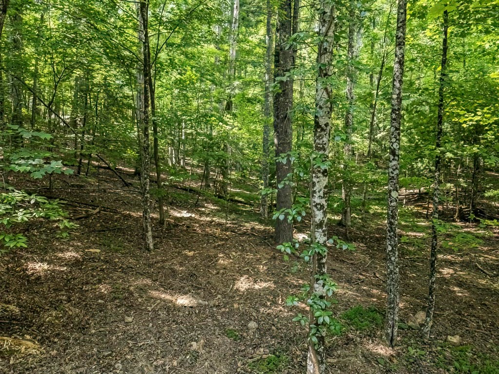 Lot 10 Indian Trail Blue Ridge, GA 30513 - Photo 19 of 20