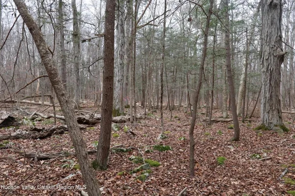 a view of a yard with trees