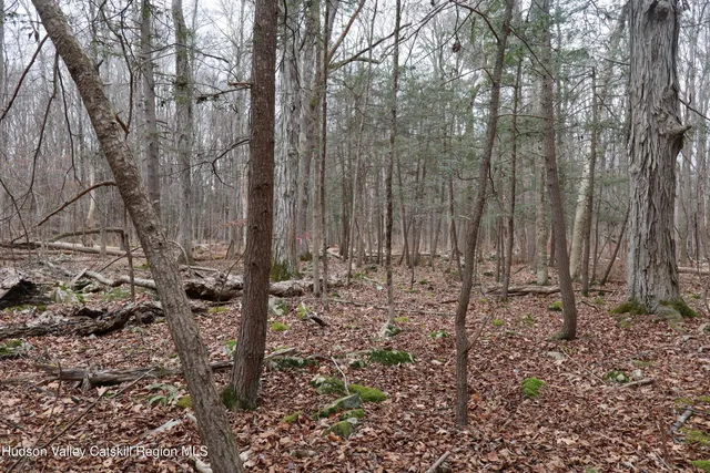 a view of a yard with trees