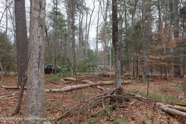 a view of a forest filled with trees