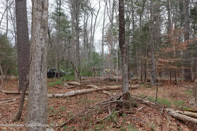 a view of a forest filled with trees