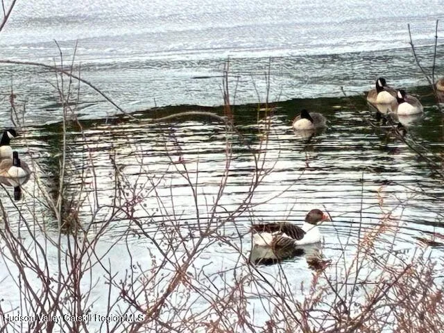 a view of trees in front of house