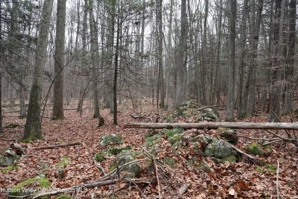 a view of a yard with lots of trees